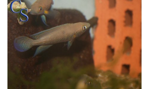 Neolamprologus nigriventris